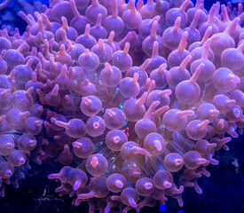 Plants in an aquarium behind glass.