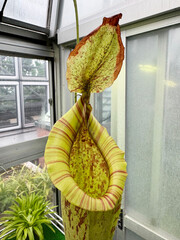 温室のウツボカズラ