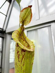 温室のウツボカズラ