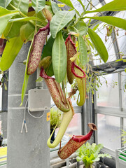 温室のウツボカズラ