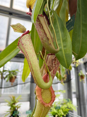 温室のウツボカズラ