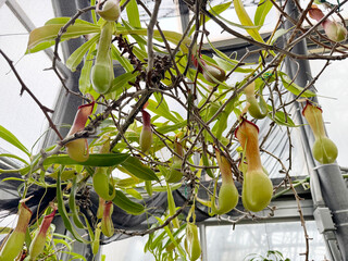 温室のウツボカズラ