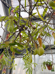 温室のウツボカズラ