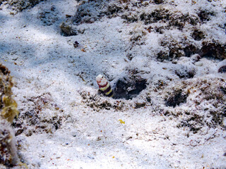 クビアカハゼ, Gorgeous prawn goby, Amblyeleotris wheeleri, ハゼ科,
コシジロテッポウエビ, Snapping shrimp, Alpheus sp.,
共生虫。
美しいサンゴ礁と熱帯魚の群れ。
嘉比島沖縄県
島尻郡慶良間諸島座間味島-2025
サンゴの産卵があり卵が漂う。沖縄本島から40km西方の諸島。30以上の島嶼群全体が国立公園に指定。珊瑚礁の青