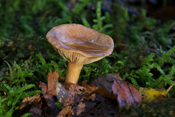a close up of a false saffron milkcap fungi. Taken with its natural surroundings and detail in the gills. There is rain water in the top of the mushroom