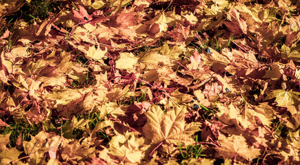 Autumn background-maple leaves fallen leaves lying on the grass
