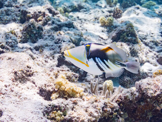 ムラサメモンガラ, Lagoon triggerfish. Picassofish, Rhinecanthus aculeatus, モンガラカワハギ科, 
Humuhumunukunukuapua’a,
美しいサンゴ礁と熱帯魚の群れ。
嘉比島沖縄県
島尻郡慶良間諸島座間味島-2025
サンゴの産卵があり卵が漂う。沖縄本島から40km西方の諸島。30以上の島嶼群全体が国立公園に指定。珊瑚礁の青い海