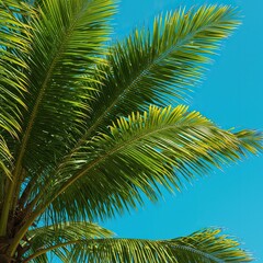 Fototapeta premium Lush green palm fronds sway gently against a bright blue sky, evoking a serene tropical paradise. A vibrant scene of nature's beauty ,beautiful ,tall ,foliage