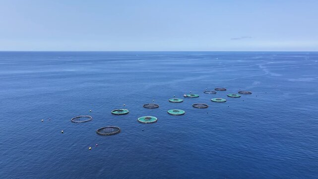 Drone view over round marine pens of aquafarm in blue Atlantic waters of Madeira