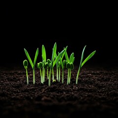 Lush green sprouts emerge from dark, fertile garden soil, symbolizing growth, sustainability, and the abundance of nature's cycle ,cultivation ,root ,natural