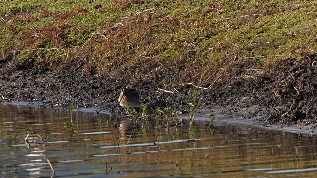 Wilson's snipe along a lake shore