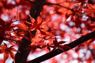 Maple leaves at their peak of autumn color - backlit watermark shot (telephoto zoom shot) / 紅葉の見頃となったもみじの葉～逆光での透かし撮り(望遠ズーム撮影)