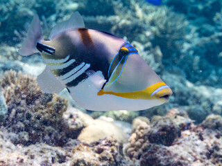 ムラサメモンガラ, Lagoon triggerfish. Picassofish, Rhinecanthus aculeatus, モンガラカワハギ科, 
Humuhumunukunukuapua&rsquo;a,
美しいサンゴ礁と熱帯魚の群れ。
嘉比島沖縄県
島尻郡慶良間諸島座間味島-2025
サンゴの産卵があり卵が漂う。沖縄本島から40km西方の諸島。30以上の島嶼群全体が国立公園に指定。珊瑚礁の青い海