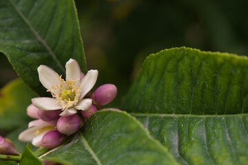 Citrus tree blossoms with green leaves in spring sunlight