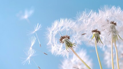 Naklejka premium Delicate Dandelion Puffballs Against a Clear Blue Sky with Seeds in the Air