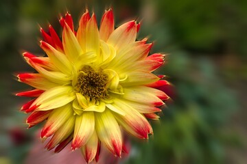 Bright yellow and red flower blooming in a garden during the afternoon sunshine