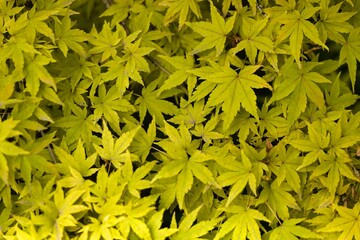Vibrant green maple leaves create a lush background in a peaceful garden setting during late spring