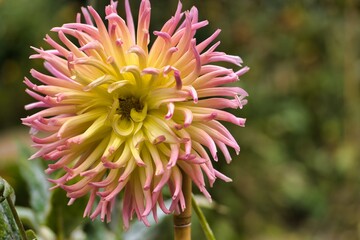 Colorful dahlia flower blooms in a garden during a sunny day with vibrant petals and lush green background