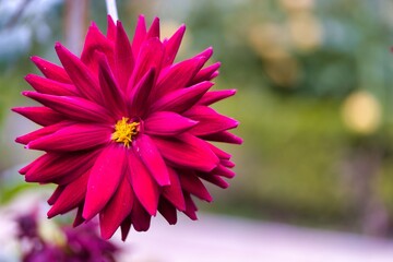 Bright magenta flower blooms in a vibrant garden filled with greenery and soft colors during a sunny day