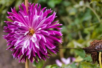 Vibrant purple flower blooms in a lush garden setting during a sunny day