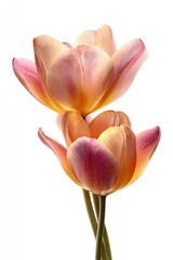 Naklejka premium Two Delicate Tulips with Pink and Orange Petals on White.