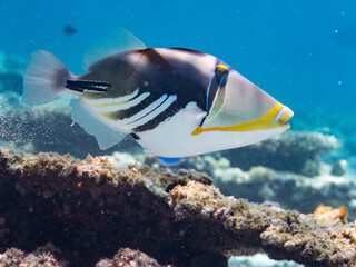 ムラサメモンガラ, Lagoon triggerfish. Picassofish, Rhinecanthus aculeatus, モンガラカワハギ科, 
Humuhumunukunukuapua’a,
美しいサンゴ礁と熱帯魚の群れ。
嘉比島沖縄県
島尻郡慶良間諸島座間味島-2025
サンゴの産卵があり卵が漂う。沖縄本島から40km西方の諸島。30以上の島嶼群全体が国立公園に指定。珊瑚礁の青い海