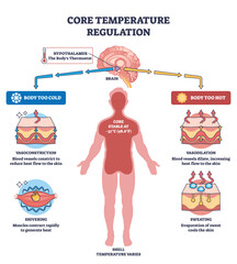 Core temperature regulation with hypothalamus control, human silhouette and skin layers show homeostasis via vasoconstriction, vasodilation, sweating, shivering. Outline diagram
