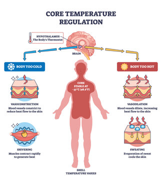 Core temperature regulation with hypothalamus control, human silhouette and skin layers show homeostasis via vasoconstriction, vasodilation, sweating, shivering. Outline diagram