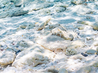 トゲダルマガレイ, Leopard flounder, Bothus pantherinus, ダルマカレイ科,
砂地にうまく擬態している。
美しいサンゴ礁と熱帯魚の群れ。
嘉比島沖縄県
島尻郡慶良間諸島座間味島-2025
サンゴの産卵があり卵が漂う。沖縄本島から40km西方の諸島。30以上の島嶼群全体が国立公園に指定。珊瑚礁の青い海と白い砂浜は世界屈指の美。貴重な動植物が多数生息。
