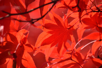 The autumn leaves ～ maple leaves at their peak of autumn color - backlit watermark shot (telephoto zoom shot) / 秋の紅葉，見頃となったもみじの葉～逆光での透かし撮り(望遠ズーム撮影)