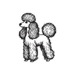 SIMPLE LINE ART CLIP OF POODLE VECTOR DESIGN