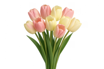 Pink and yellow tulip bouquet blooming, transparent background