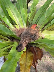 Hen nesting on bird’s nest fern in tropical garden