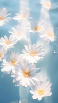 Aerial view of delicate white daisies floating on serene blue water, creating a calming, dreamy video effect with soft lighting and gentle ripples. Live mobile wallpaper.