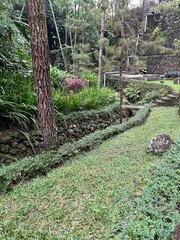Peaceful tropical garden with stone pathway and green grass