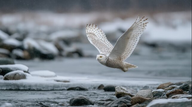 Snowy owl soars over icy river in winter landscape with rocky shore and frozen water - Powered by Adobe