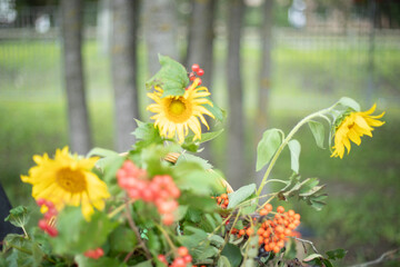 A small sunflower. Natural background of plants. Summer colors of fresh greenery.