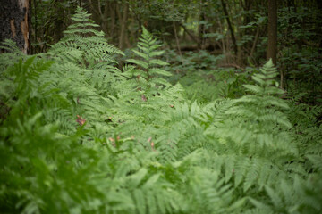 A fern in the forest. Thickets of ferns. Wildlife in summer.