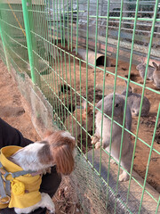 Shih Tzu puppy and rabbit facing each other
