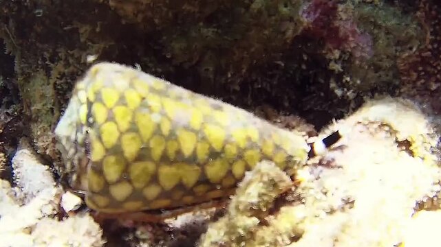 Dangerous black and yellow Conus marmoreus sea snail crawling on sand in shallow water near Borneo island, time-lapse macro footage of a venomous marine predator with extended proboscis.