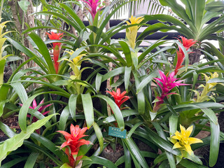 温室のグズマニア