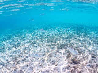 コバンアジ, Small spotted dart, Trachinotus baillonii, アジ科,
美しい白砂ビーチの半水面撮影。
観光客やパラソルも見える。
美しいサンゴ礁と熱帯魚の群れ。
嘉比島沖縄県
島尻郡慶良間諸島座間味島-2025
サンゴの産卵があり卵が漂う。沖縄本島から40km西方の諸島。30以上の島嶼群全体が国立公園に指定。珊瑚礁の青い海と白い砂浜は世界屈指の美。貴重