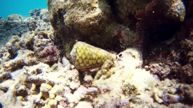 Dangerous black and yellow Conus marmoreus sea snail crawling on sand in shallow water near Borneo island, time-lapse macro footage of a venomous marine predator with extended proboscis.