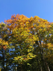 Naklejka premium Colorful autumn leaves with clear blue sky in Japan