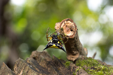 Colorful Spiny Orb-Weaver Spider (Gasteracantha) Clinging to a Mossy Branch