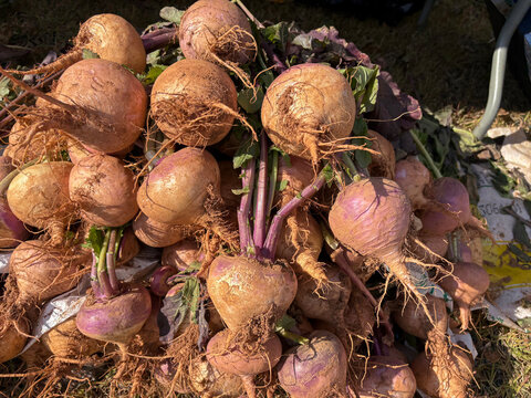 Fresh turnip is a typical root vegetable