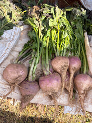 Fresh turnip is a typical root vegetable