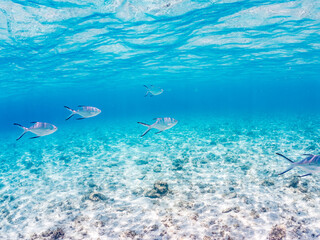 コバンアジ, Small spotted dart, Trachinotus baillonii, アジ科,
美しい白砂ビーチの半水面撮影。
観光客やパラソルも見える。
美しいサンゴ礁と熱帯魚の群れ。
嘉比島沖縄県
島尻郡慶良間諸島座間味島-2025
サンゴの産卵があり卵が漂う。沖縄本島から40km西方の諸島。30以上の島嶼群全体が国立公園に指定。珊瑚礁の青い海と白い砂浜は世界屈指の美。貴重