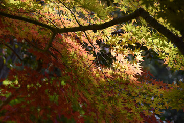 The autumn leaves ～ maple leaves at their peak of autumn color - backlit watermark shot (standard angle of view) / 秋の紅葉，見頃となったもみじの葉～逆光での透かし撮り(標準画角撮影)