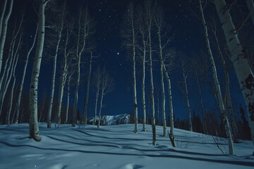 snowy birch forest bathed in moonlight, its white bark glowing under the night sky